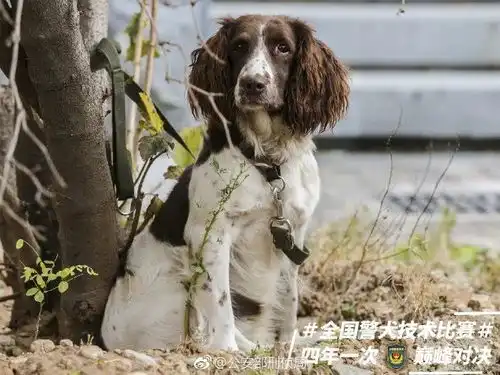 贴创可贴警犬走红,表情包都出了网友这是男子汉的勋章