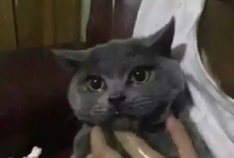 猫咪在家里偷吃,误食把辣椒酱给吃了,结果辣的它直流眼泪