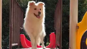 被一群猫围绕是什么感觉好人一生平安