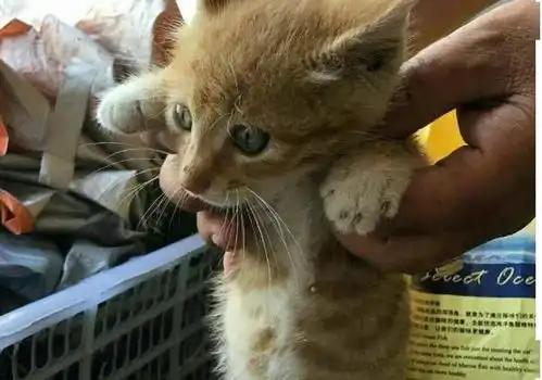 男子带了一只小橘猫回家,结果一年后,男子看着两只猫咪傻眼了