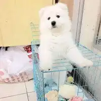 微信萨摩耶头像超级可爱萌萨摩耶头像微信头像图片大全