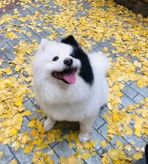 这些边牧混血宝宝,每个都是充满惊喜的双倍可爱哇