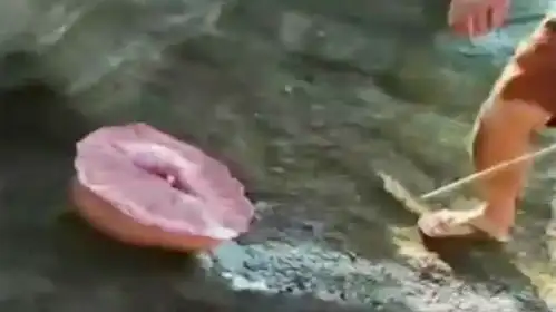 海岸出现怪异生物,几个年轻人一探究竟,好奇害死猫呀
