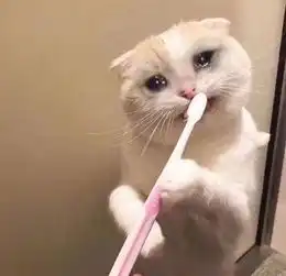 猫猫头表情包山竹