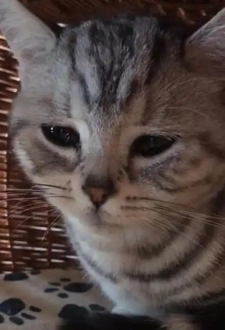 男子踹了猫一脚,独自躲在猫窝里流眼泪,猫咪主人不要我了