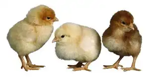 家禽表情包小鸡