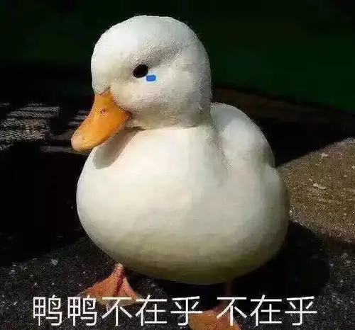 养了一只智商高的狗,但不是很省心呀