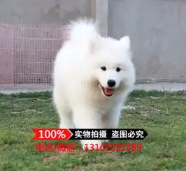 贵阳出售纯种萨摩耶幼犬微笑天使情侣首选训练完成赛级犬