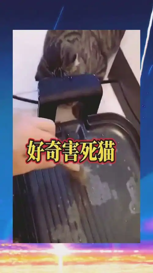 今天看这个这就是好奇害死猫