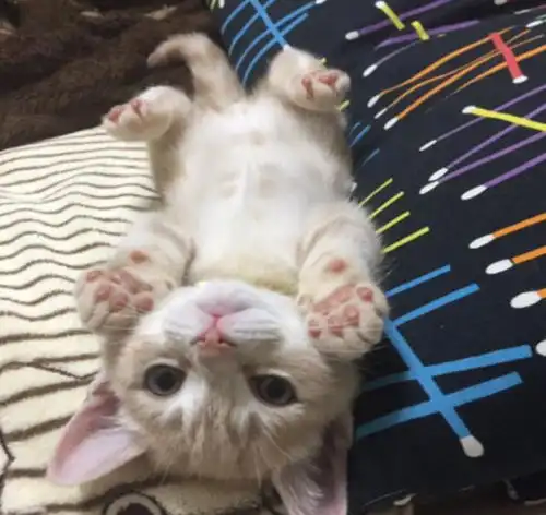 驾考表情包曼基康猫