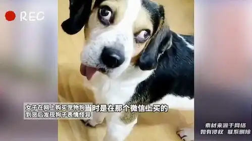 微信表情包戴医药口罩宠