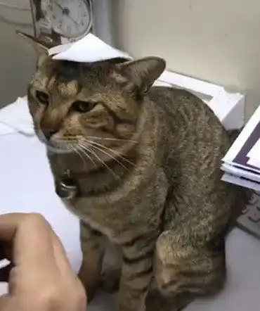 如何治手抖表情包猫咪