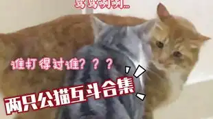 打遍小区所有猫的大橘马桶,其实是个怂包