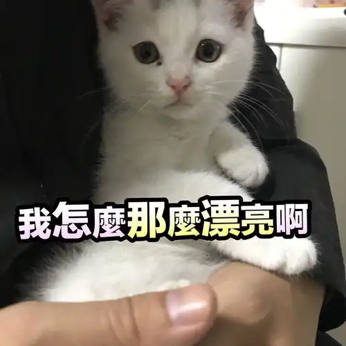 祝仙女们圣诞节快乐来看看我家猫子的表情包呀