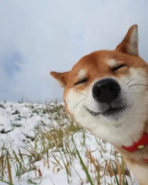 为什么网上好多柴犬吃白菜,平时喂养需要素菜吗