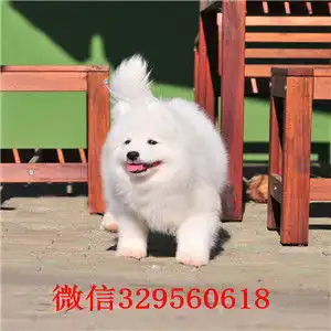 太原萨摩萨摩耶血统纯正纯种哪里有卖萨摩