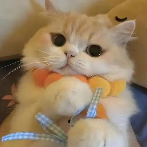 猫咪饲养的一些注意事项,你知道多少