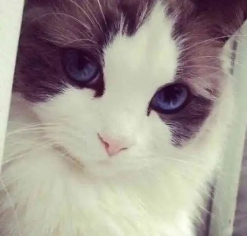 布偶猫图片