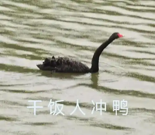 湖工黑天鹅看了都想用的表情包
