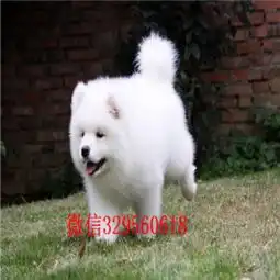 天津宁河哪里卖萨摩耶纯种萨摩耶一只多少钱精品微笑天使萨摩耶萨摩价格