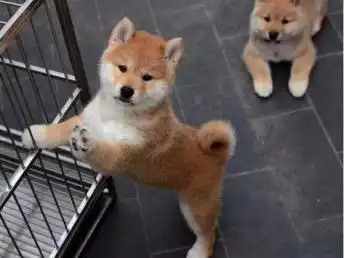 图纯种日系表情包微笑柴犬专业犬舍繁殖签协议包健康天津宠物狗