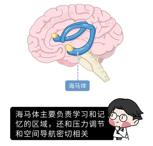 这个习惯会把肾耗光,3种方法帮你补回来