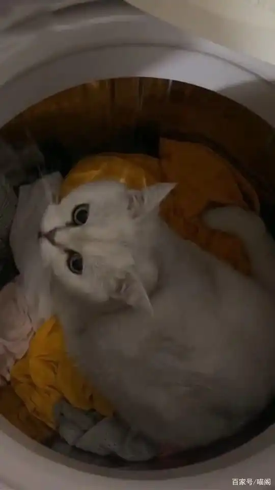 男子走到洗衣机面前,中途感到不太对,低头一看后笑喷,猫干嘛