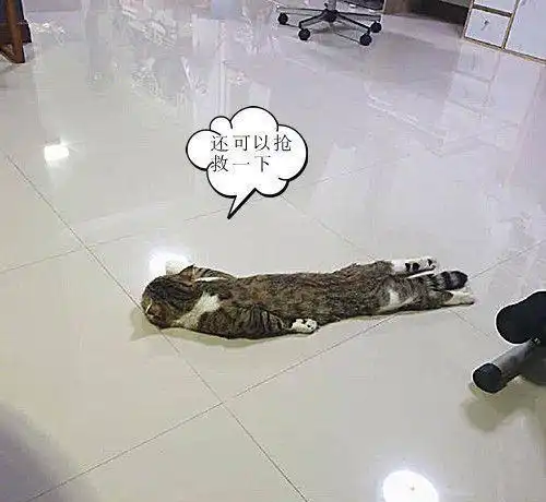 下班看到地上多了一滩东西,仔细一看是猫这是化了吗