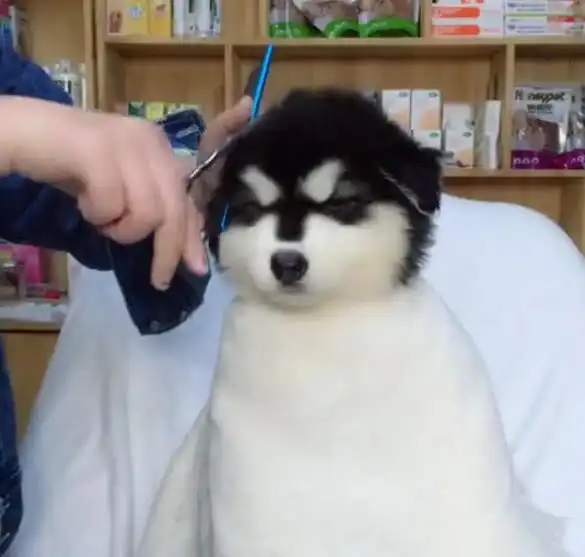 主人带着阿拉斯加犬去理发,狗狗的表现引发众人围观
