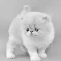 波斯猫黑色头像黑色高冷波斯猫头像微信头像图片大全