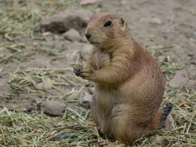 深受国人喜爱的土拨鼠,体重可达10斤,曾在美国泛滥成灾掏空草场