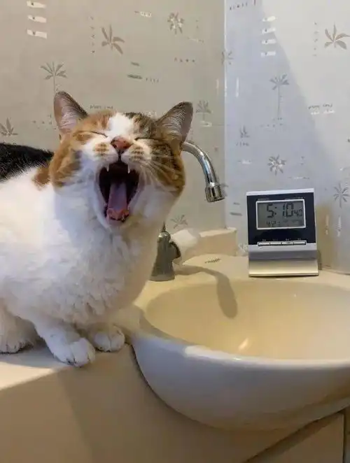 这个咖啡师可以根据猫的表情,现绘出它的表情咖啡,好厉害