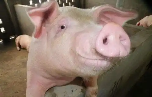 一头猪只能出6两,不是肥肉也不是瘦肉,部位太特殊,常被人嫌弃