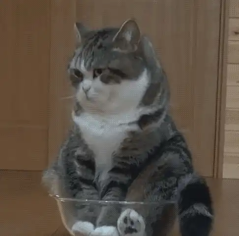 盘点猫咪的6大奇葩行为,你家的猫有做过吗