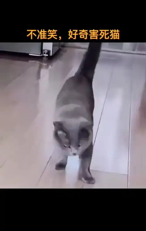 不准笑,好奇害死猫