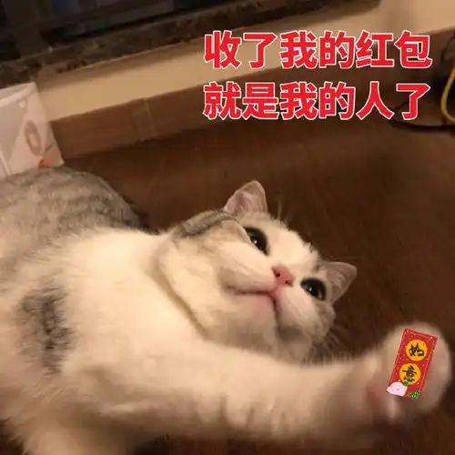 猫咪拜年表情包恭喜发财,红包拿来