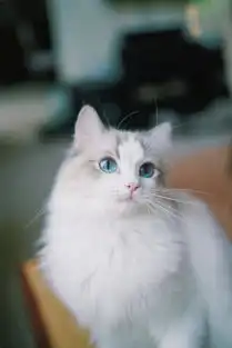 一组可爱呆萌的布偶猫高清图片可爱图片我要个性网