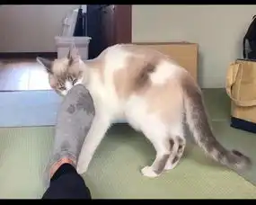 猫不小心闻到了主人的臭脚,一脸吃惊的表情比我的粑粑还臭啊