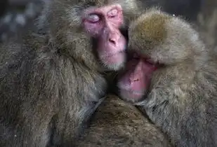 猴子图片搞笑表情包猴子