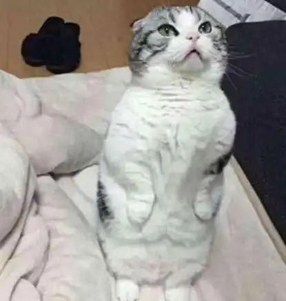 男子在家里睡觉时,突然被家里的猫猫骂醒,得知原因网友都笑喷了