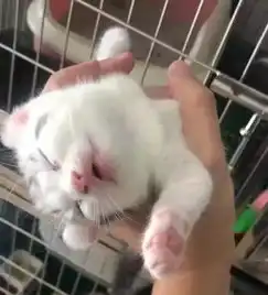 猫咪头像男生代表什么睡