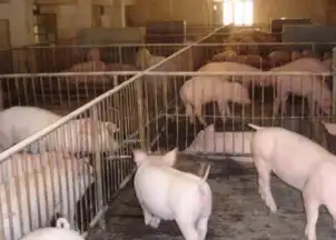 养猪难道就不能高大上吗这可是我一辈子的事业呢