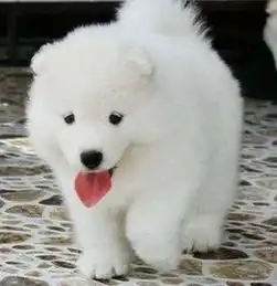 重庆哪里出售精品萨摩耶幼犬重庆出售纯种健康萨摩耶幼犬疫苗驱虫统统做完