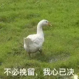 表情包来不及了来不及了
