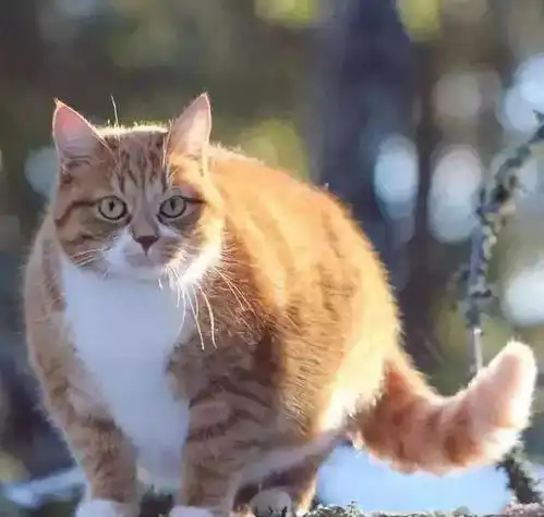 男主人给胖橘猫买了个玩具,女主人看后,气得不行