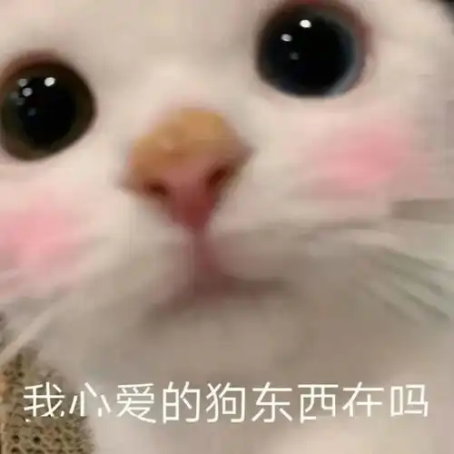 胖娃表情包猫咪