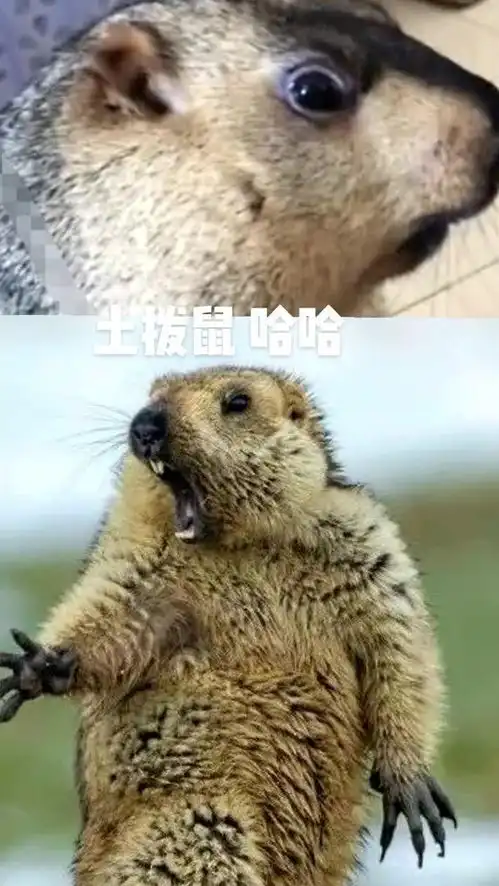 打开视频吓我一跳,土拨鼠成精了,动物也能说人话了