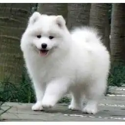 因为工作无法照顾,出售4个月大的爱犬萨摩