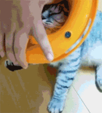 好奇害死猫,看来这句话没说错
