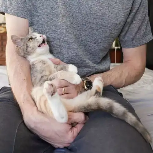 男子遇到了一只腿受伤的小猫,没想到痊愈后的她如此美丽